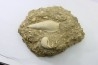 Semiterrebellum marceauxi  and Ampullina semi patula