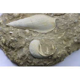 Fond marin de l'éocène du bassin parisien: Semiterrebellum et Ampullina - Thanétien - Cauroy lès Hermonville. - FRANCE