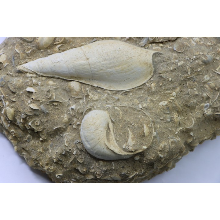 Fond marin de l'éocène du bassin parisien: Semiterrebellum et Ampullina - Thanétien - Cauroy lès Hermonville. - FRANCE
