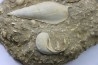 Semiterrebellum marceauxi  and Ampullina semi patula