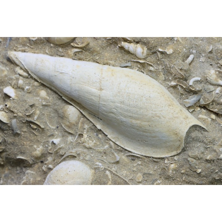 Semiterrebellum marceauxi  and Ampullina semi patula