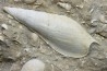 Fond marin de l'éocène du bassin parisien: Semiterrebellum et Ampullina - Thanétien - Cauroy lès Hermonville. - FRANCE