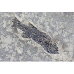 PROLEBIAS GORETI - Oligocene - Provence - France