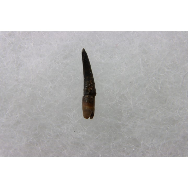 PTEROSAUR: Pterodactyloidae indet. & Rhamphohyncoidae indet. - Itat fmt - Bathonian - Bevezovsk coal mine, Russia