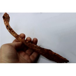 RARE CROCODILE jaw:   Laganosuchus maghrebensis - Cenomanian - Kem Kem , begaa, Taouz area, MOROCCO
