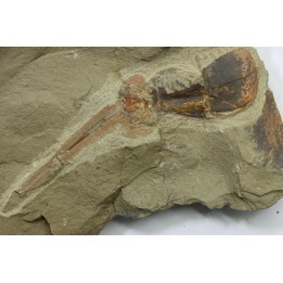 big size! Xiphosurida ind. - Ordovician - Fezouata formation