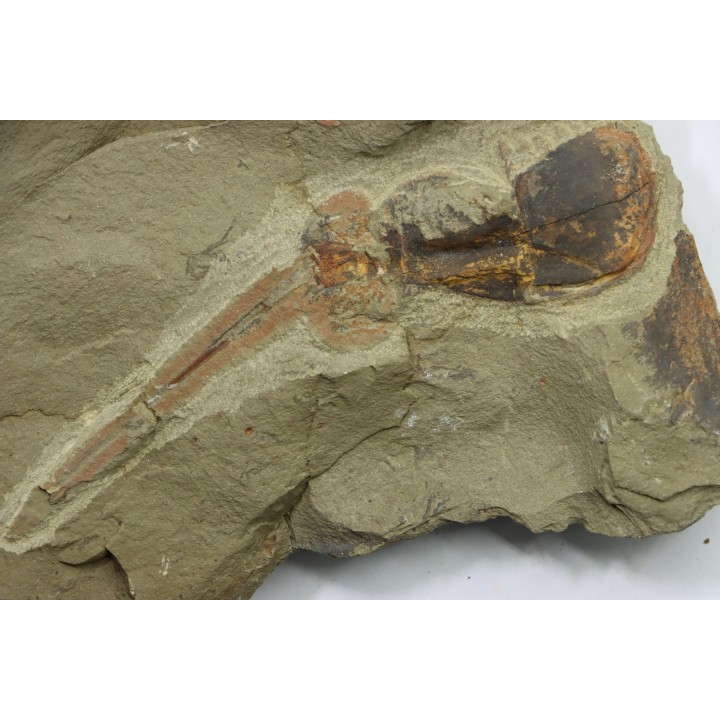 Enorme Xiphosurida ind. - Ordovicien - Fezouata formation - Zagora, Maroc