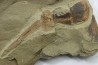 Enorme Xiphosurida ind. - Ordovicien - Fezouata formation - Zagora, Maroc
