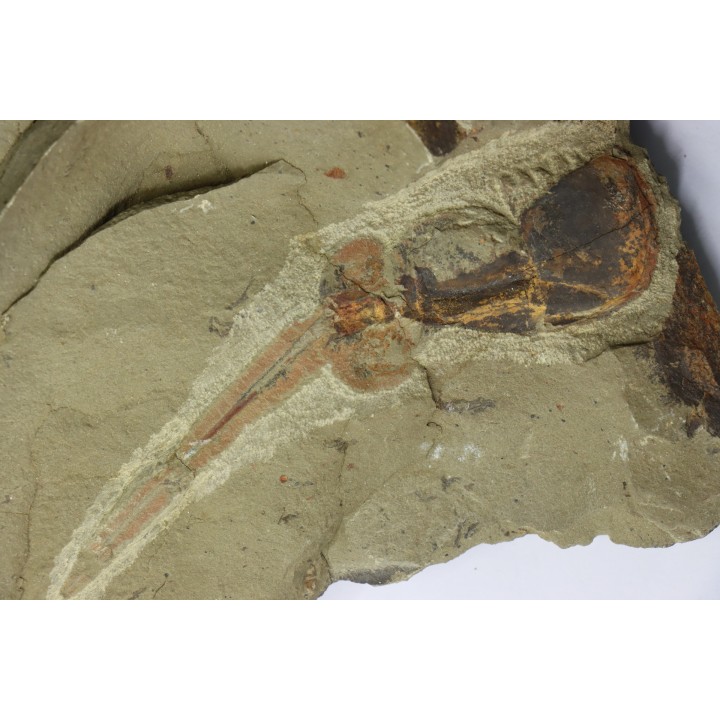 Enorme Xiphosurida ind. - Ordovicien - Fezouata formation - Zagora, Maroc