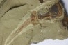 Enorme Xiphosurida ind. - Ordovicien - Fezouata formation - Zagora, Maroc