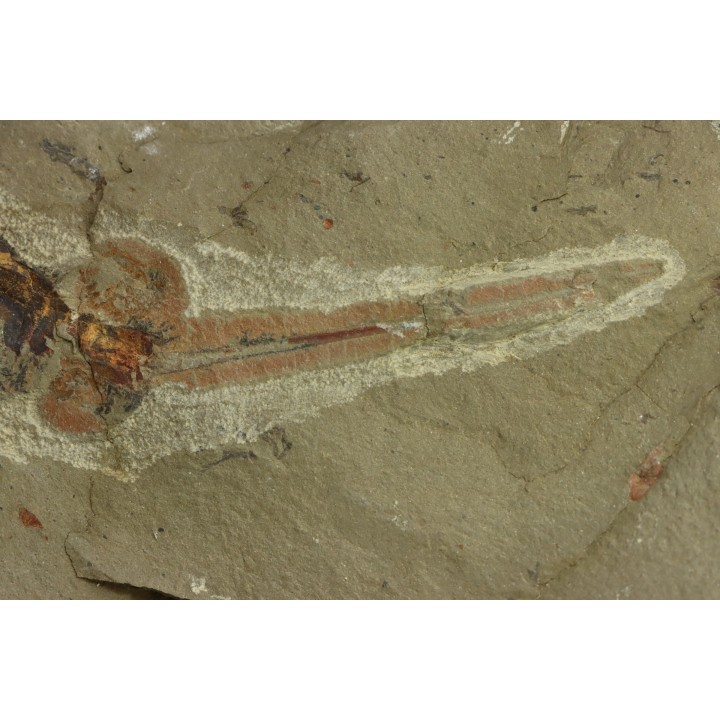 big size! Xiphosurida ind. - Ordovician - Fezouata formation
