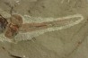 big size! Xiphosurida ind. - Ordovician - Fezouata formation