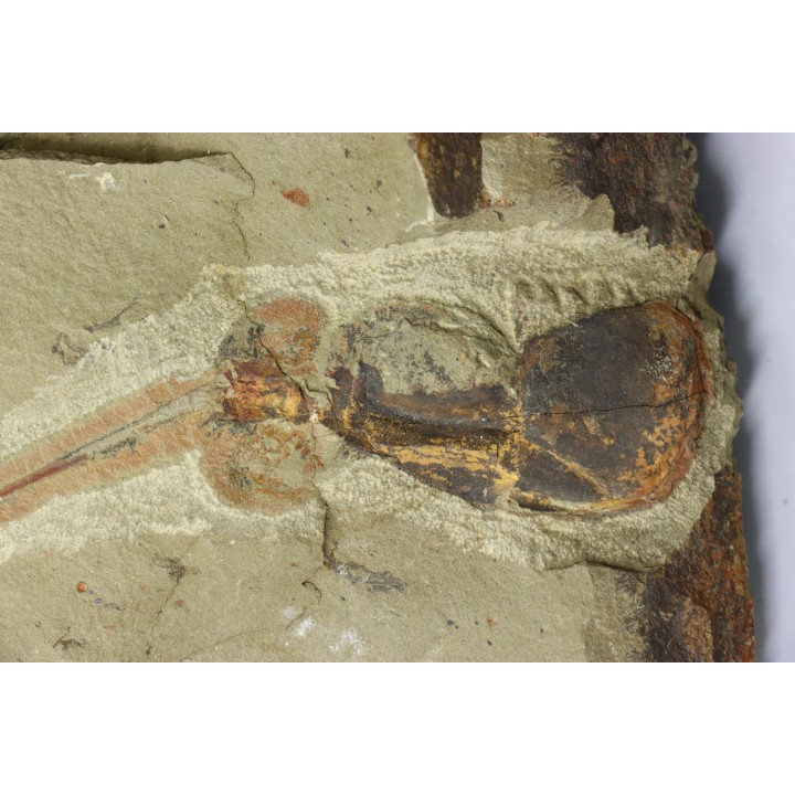 big size! Xiphosurida ind. - Ordovician - Fezouata formation