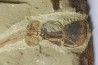 big size! Xiphosurida ind. - Ordovician - Fezouata formation