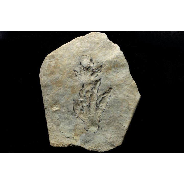 empreintes de Batrachopus aff. gilbeti - Hettangien - Aveyron, France