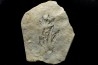 reptil foot print : Batrachopus aff. gilbeti - Hettangian (lower jurassic) - Aveyron, France