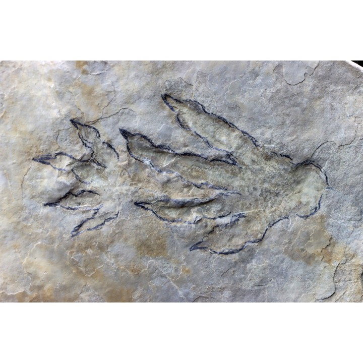 reptil foot print :   Batrachopus aff. gilbeti - Hettangian (lower jurassic) - Aveyron, France