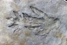 reptil foot print : Batrachopus aff. gilbeti - Hettangian (lower jurassic) - Aveyron, France