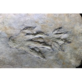 empreintes de Batrachopus aff. gilbeti - Hettangien - Aveyron, France