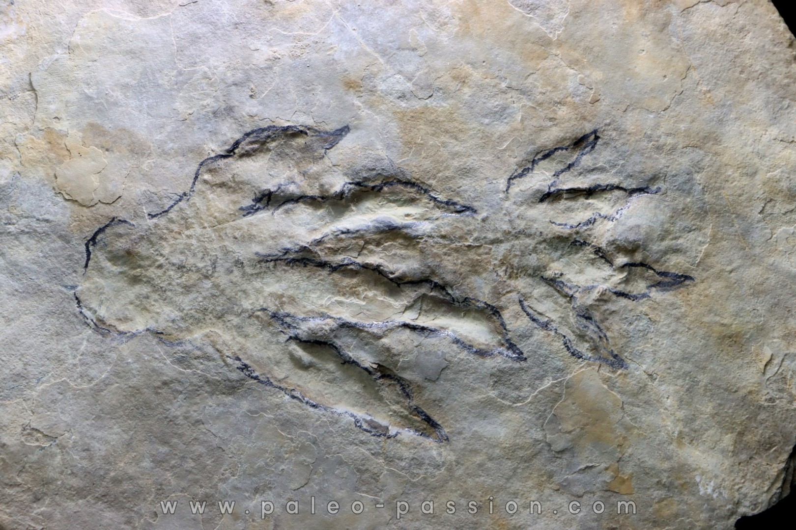 reptil foot print : Batrachopus aff. gilbeti - Hettangian (lower jurassic) - Aveyron, France