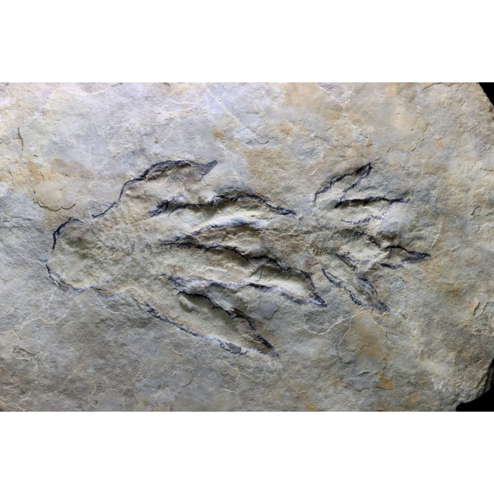 empreintes de Batrachopus aff. gilbeti - Hettangien - Aveyron, France