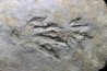 reptil foot print : Batrachopus aff. gilbeti - Hettangian (lower jurassic) - Aveyron, France