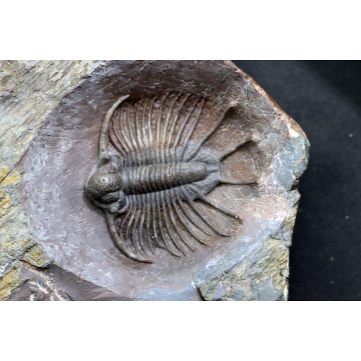 LICHAS: belenopygidae, nov. gen. / nov. sp. - eifelien - Jorf - Maroc
