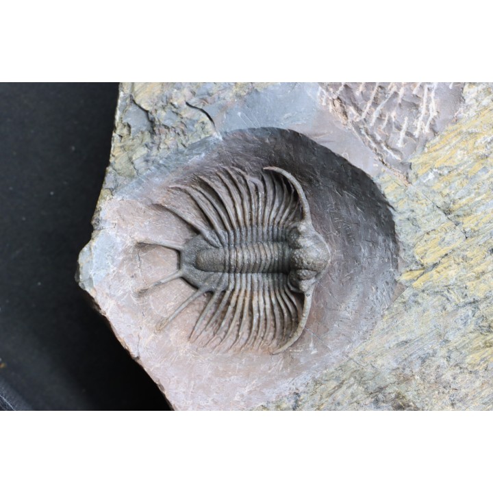 LICHAS: belenopygidae, nov. gen. / nov. sp. - eifelien - Jorf - Maroc