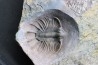 LICHAS: belenopygidae, nov. gen. / nov. sp. - eifelian - Jorf  - Morocco