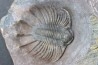 LICHAS: belenopygidae, nov. gen. / nov. sp. - eifelien - Jorf - Maroc