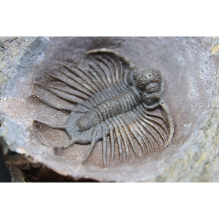 LICHAS: belenopygidae, nov. gen. / nov. sp. - eifelian - Jorf  - Morocco