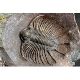 LICHAS: belenopygidae, nov. gen. / nov. sp. - eifelien - Jorf - Maroc