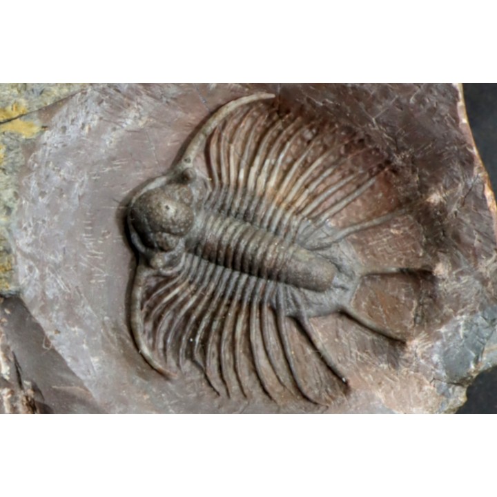 LICHAS: belenopygidae, nov. gen. / nov. sp. - eifelien - Jorf - Maroc