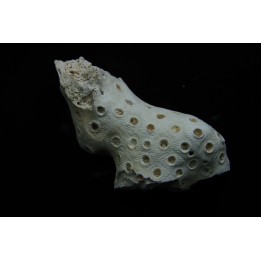 ASTRHELIA PALMATA - Miocene - Maryland - USA