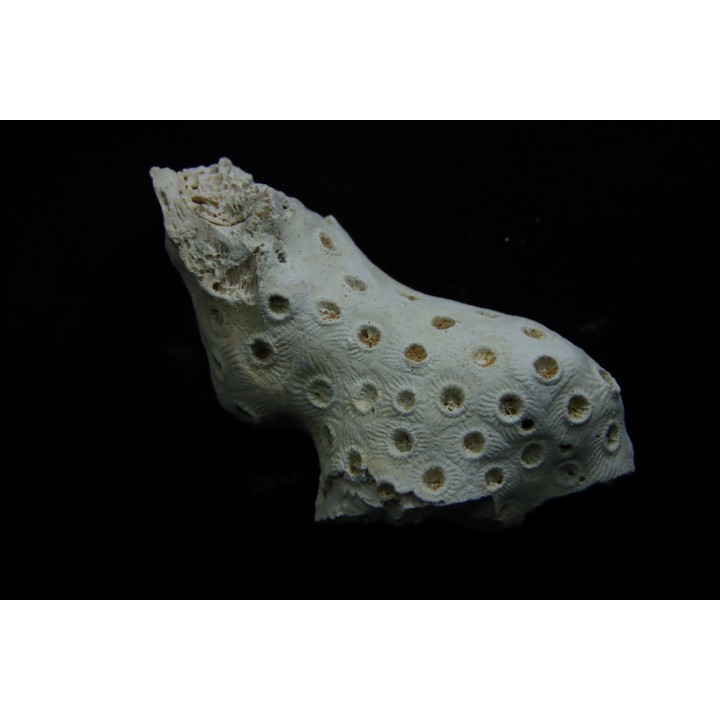 ASTRHELIA PALMATA - Miocène - Maryland - USA