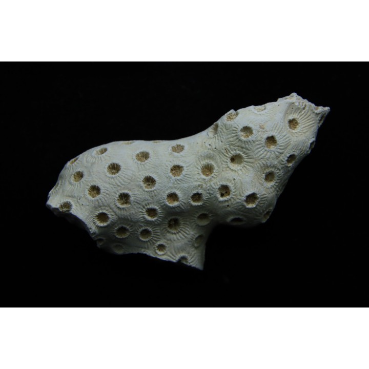 ASTRHELIA PALMATA - Miocène - Maryland - USA