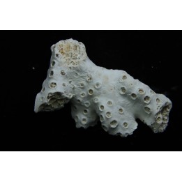 ASTRHELIA PALMATA - Miocene - Maryland - USA
