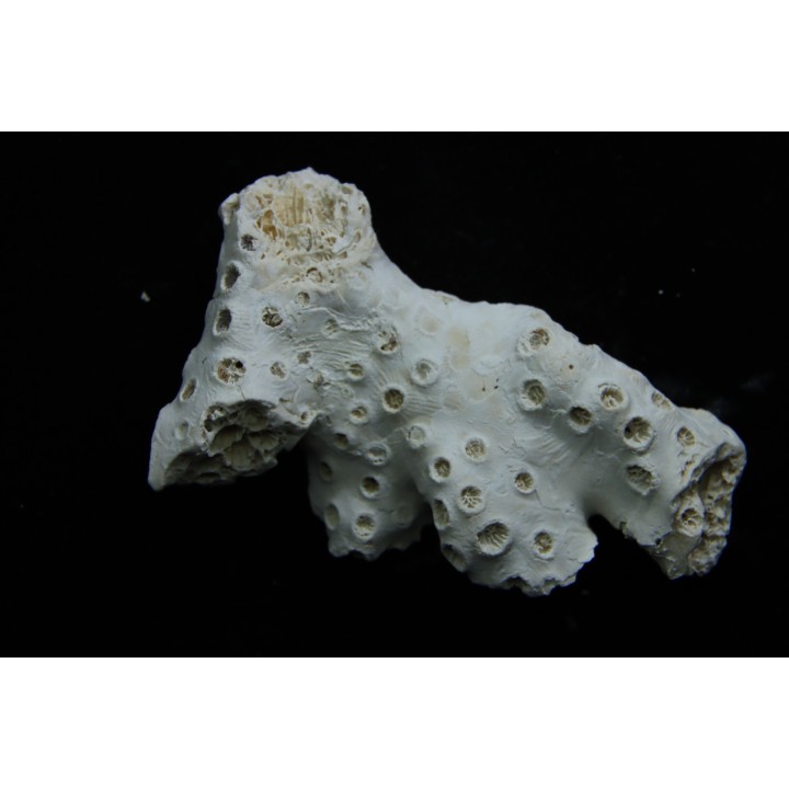 ASTRHELIA PALMATA - Miocène - Maryland - USA