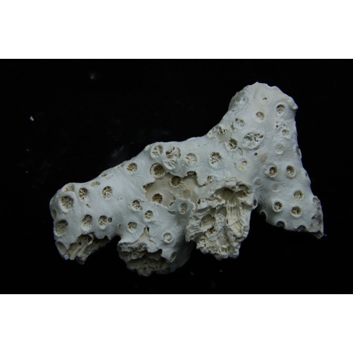 ASTRHELIA PALMATA - Miocène - Maryland - USA