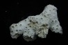 ASTRHELIA PALMATA - Miocène - Maryland - USA