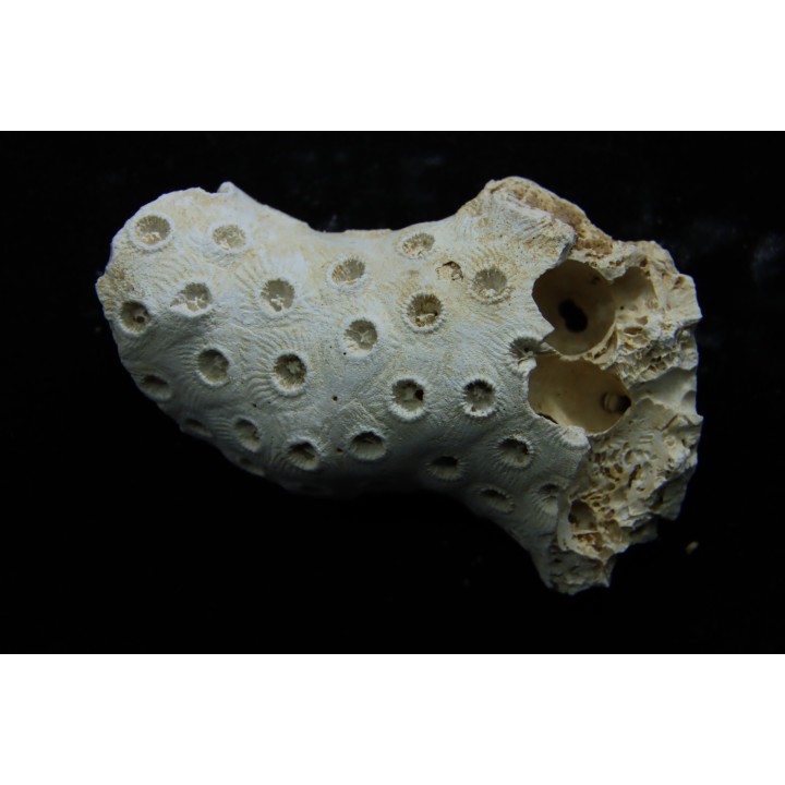 ASTRHELIA PALMATA - Miocene - Maryland - USA