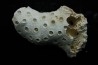 ASTRHELIA PALMATA - Miocene - Maryland - USA
