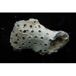 ASTRHELIA PALMATA - Miocene - Maryland - USA
