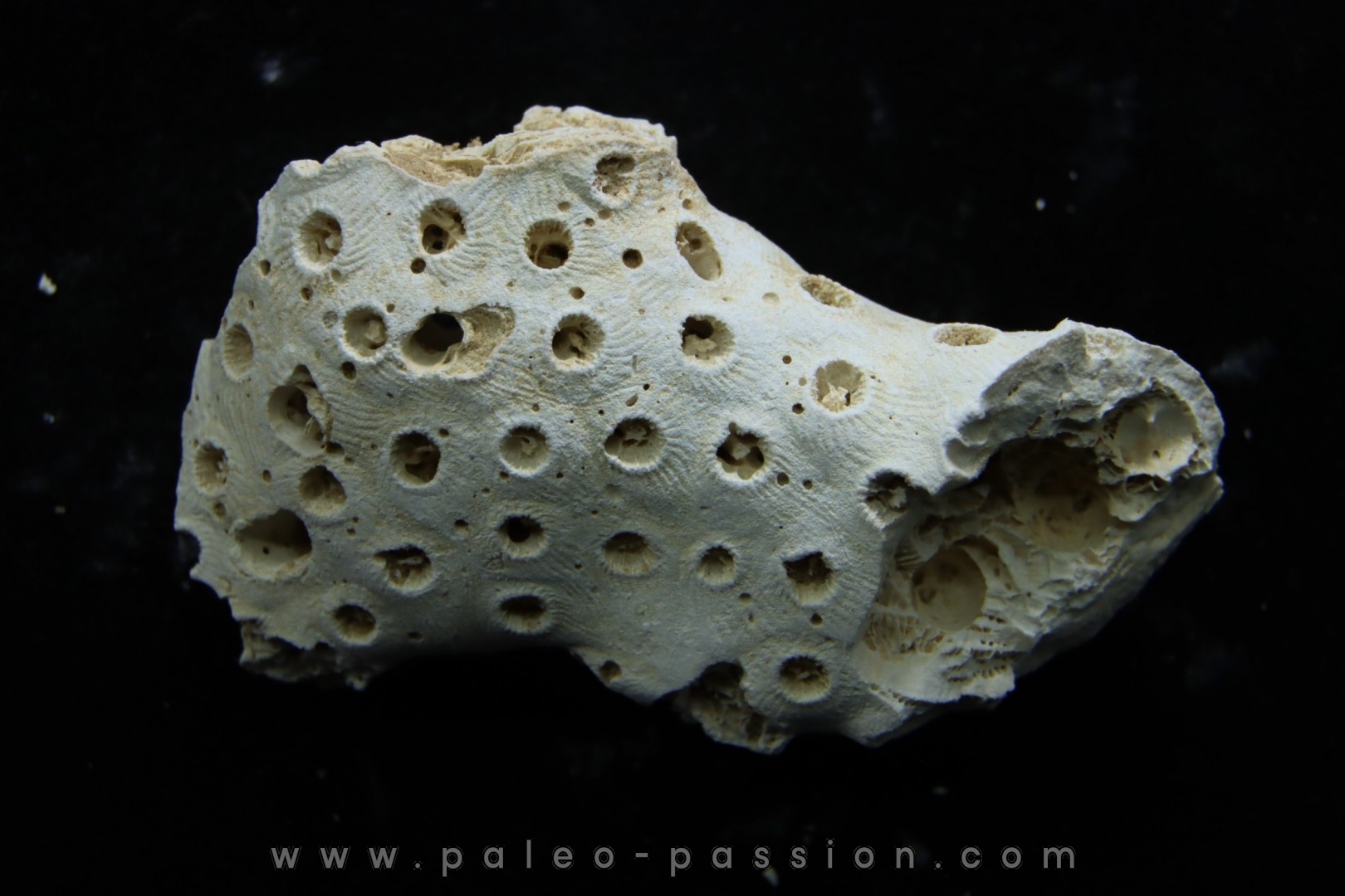 ASTRHELIA PALMATA - Miocene - Maryland - USA