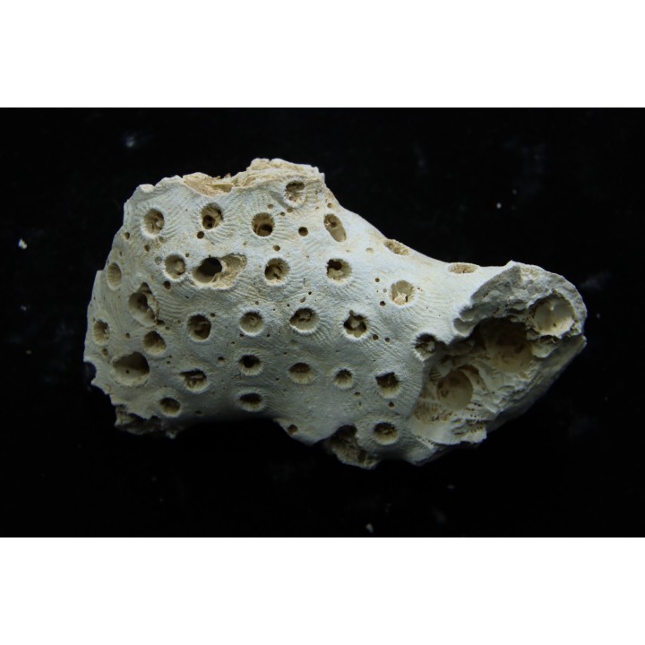 ASTRHELIA PALMATA - Miocene - Maryland - USA