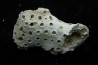 ASTRHELIA PALMATA - Miocene - Maryland - USA