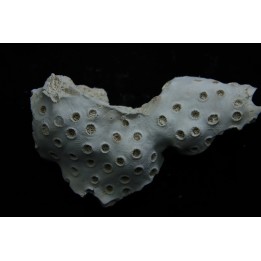 ASTRHELIA PALMATA - Miocene - Maryland - USA