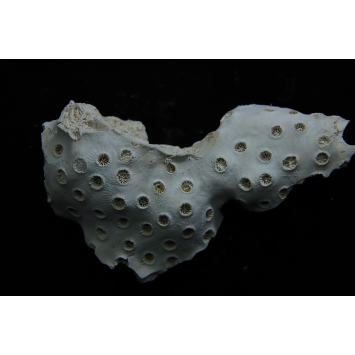 ASTRHELIA PALMATA - Miocène - Maryland - USA