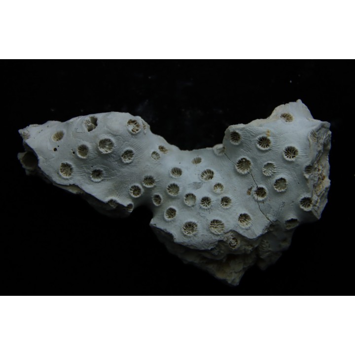 ASTRHELIA PALMATA - Miocène - Maryland - USA