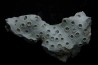 ASTRHELIA PALMATA - Miocène - Maryland - USA